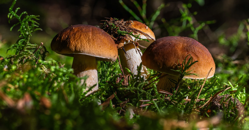 Immagine notizia funghi